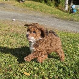 Aussiedoodle Puppies from Paisleys Doodles AK