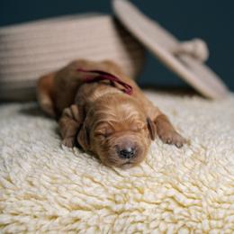 Rosie - Red  female Goldendoodle puppy in Duncan, South Carolina from Abner Creek Poodles & Doodles