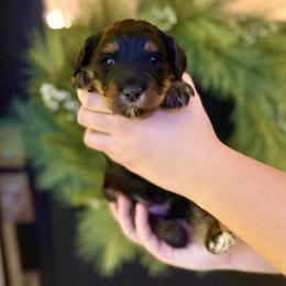 Girl 4 - Phantom female Bernedoodle puppy in Salt Lake County, Utah from Coco Avenue Pups