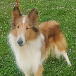Azawakh, Collie, and Standard Schnauzer All Grown Up from Kokomo Kennels