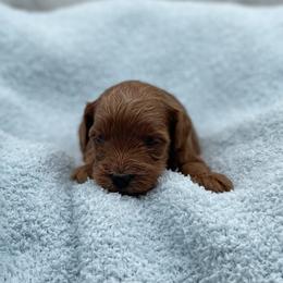 Pumpkin - Red  male Goldendoodle puppy in Kansas City, Kansas from Bella & Ivy’s Mini Goldendoodles of KC