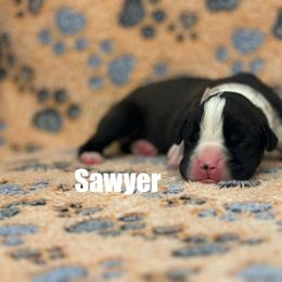Boxer Puppies from Tommaso AKC Boxers
