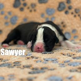 Boxer Puppies from Tommaso AKC Boxers