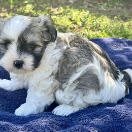 Zeke - Tri-color male Coton de Tulear puppy in Mead, Oklahoma from Bar W Cotons