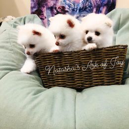 Pomeranian Puppies from Natasha's Ark of Joy