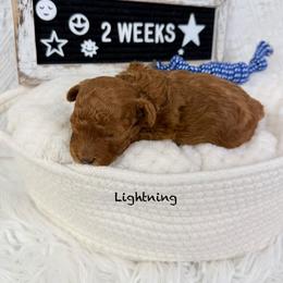 Lightning - Red  male Poodle puppy in Florida from Adorable Toy-Miniature Poodles
