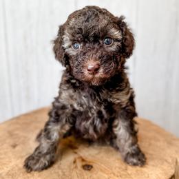 Morgan Wallen - Sable male Aussiedoodle puppy in Arlington, Washington from Doodle Love Laugh