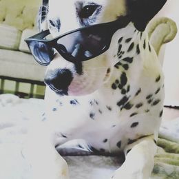 Dalmatians from BL Dalmatians