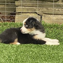 Miniature American Shepherd Puppies from Harbor View Mini American Shepherds
