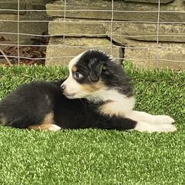 Miniature American Shepherd Puppies from Harbor View Mini American Shepherds