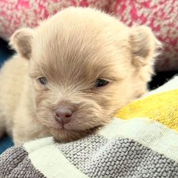 Pomeranian puppies from Blaylock's Pomeranian Puppies