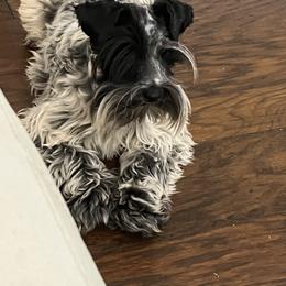 Atari - Miniature Schnauzer
