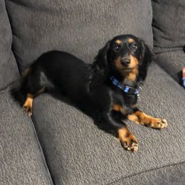 Zeus - Dachshund
