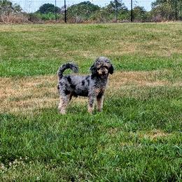 Carlos - Poodle