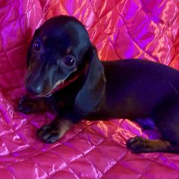 Sunny - Black and tan male Dachshund puppy in Pennsville, New Jersey from Bay Acres Dachshunds
