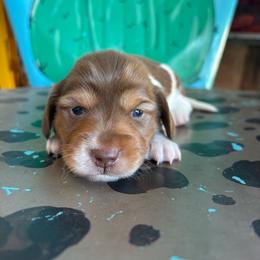 Boy 1 - Piebald male Dachshund puppy in Hawley, Texas from Little e Dachshunds