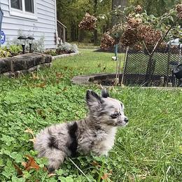 Chihuahua Puppies from Petite Pups LLC
