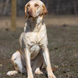 Ruby - Labrador Retriever