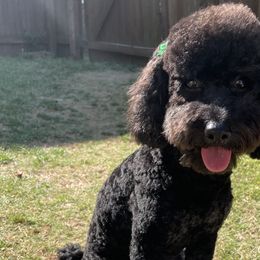 Assorted Doodle Crosses, Old English Sheepdogs, and Poodles from Everyone Loves Doodlez