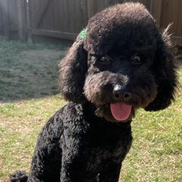 Assorted Doodle Crosses, Old English Sheepdogs, and Poodles from Everyone Loves Doodlez