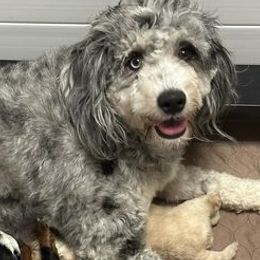Bernedoodles from Canopy Road Kennels