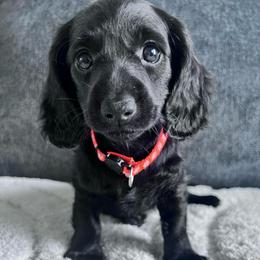 Juliet - Black female Dachshund puppy in Ocala, Florida from Weenie Boops