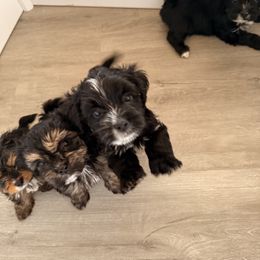 Yorkshire Terrier Puppies from Tails of Joy MA