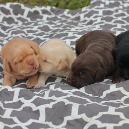 Labrador Retriever Puppies from Palm Beach Labradors