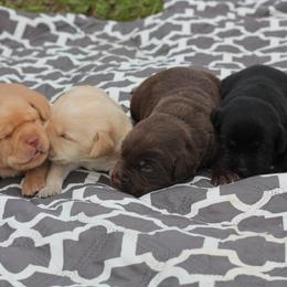 Labrador Retriever Puppies from Palm Beach Labradors