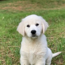 Golden Retrievers from Dreaming Tree Goldens