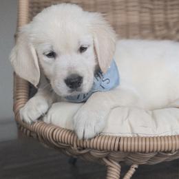 Mochi - Mint collar - Light golden male Golden Retriever puppy in Noblesville, Indiana from Ivory & Pine Goldens
