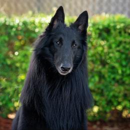 Grogu - Belgian Sheepdog