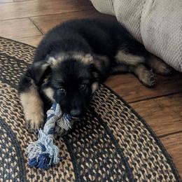 German Shepherd and Miniature American Shepherd Puppies from Bouchard’s Best Shepherds