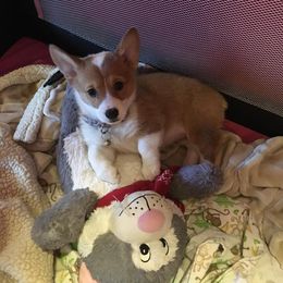 Pembroke Welsh Corgi Puppies from Walkabout's Pembroke Corgi's