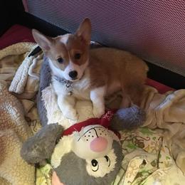 Pembroke Welsh Corgi Puppies from Walkabout's Pembroke Corgi's