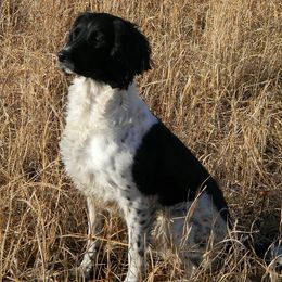 English Springer Spaniel All Grown Up from Blue River Kennel