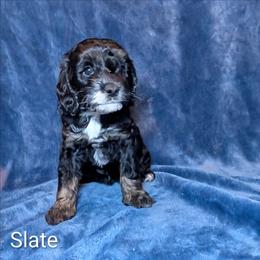 Slate - Black and white male Cockapoo puppy in Sunset, Louisiana from Cano Cockapoos