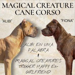 Cane Corso puppies from Magical Creature Cane Corso