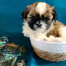 Girl 3 - Tricolor female Shih Tzu puppy in Bishop, California from Shih Tzu G-ma