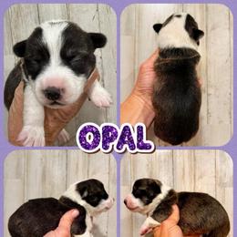 Opal - Brindle and white female American Corgi puppy in Fort Worth, Texas from King of Hearts Kennels