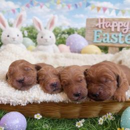 Girl 1 - Dark golden female Golden Retriever puppy in Angier, North Carolina from Howard's Retrievers