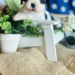 Thelma - female Cavalier King Charles Spaniel puppy in Michigan from Phoenix Farm
