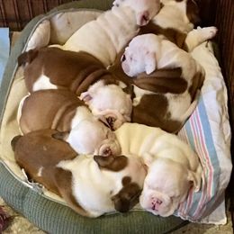 English Bulldog Puppies from Spice O’ Life Bulldogs