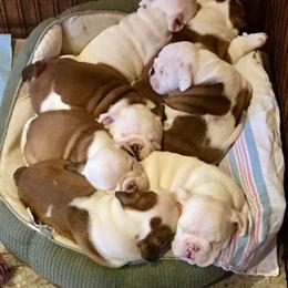 English Bulldog Puppies from Spice O’ Life Bulldogs