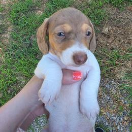 Pie - Dapple female Dachshund puppy in West Plains, Missouri from Spring Creek Dachshunds