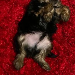 Yorkshire Terriers from Narnian Yorkies