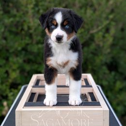 Sage - Black tri female Miniature American Shepherd puppy in Minnesota from Sagamore Miniature American Shepherds