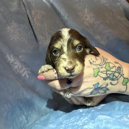 Orange Boy - Dapple male Dachshund puppy in Waukegan, Illinois from Rolling and Howling Basset Hounds and Dachshunds