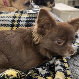 Brussels Griffons, Chihuahuas, and French Bulldogs from BZB French Bulldogs, Brussels Griffons & Long Haired Apple-Head  Chihuahuas