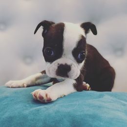 Boston Terrier Puppies from Cobbler Street Boston Terriers